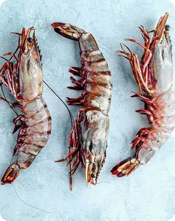 Sea Tiger Prawns